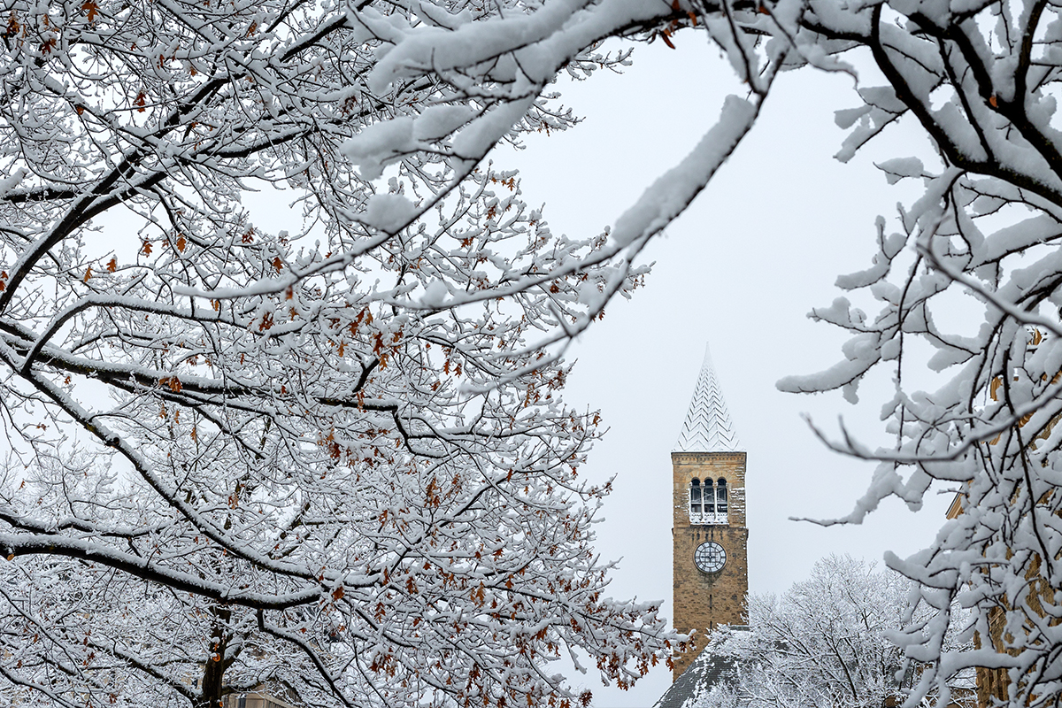 Snowcovered McGraw Tower visible beyond snowcovered tree branches.